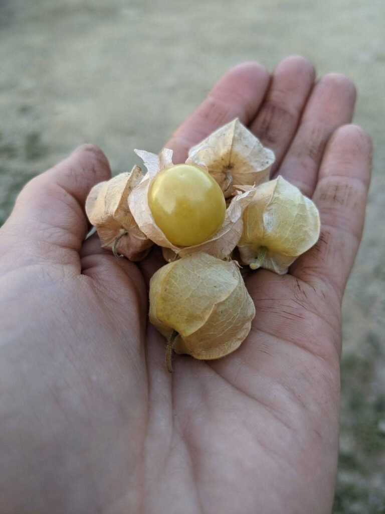 Ground Cherries
