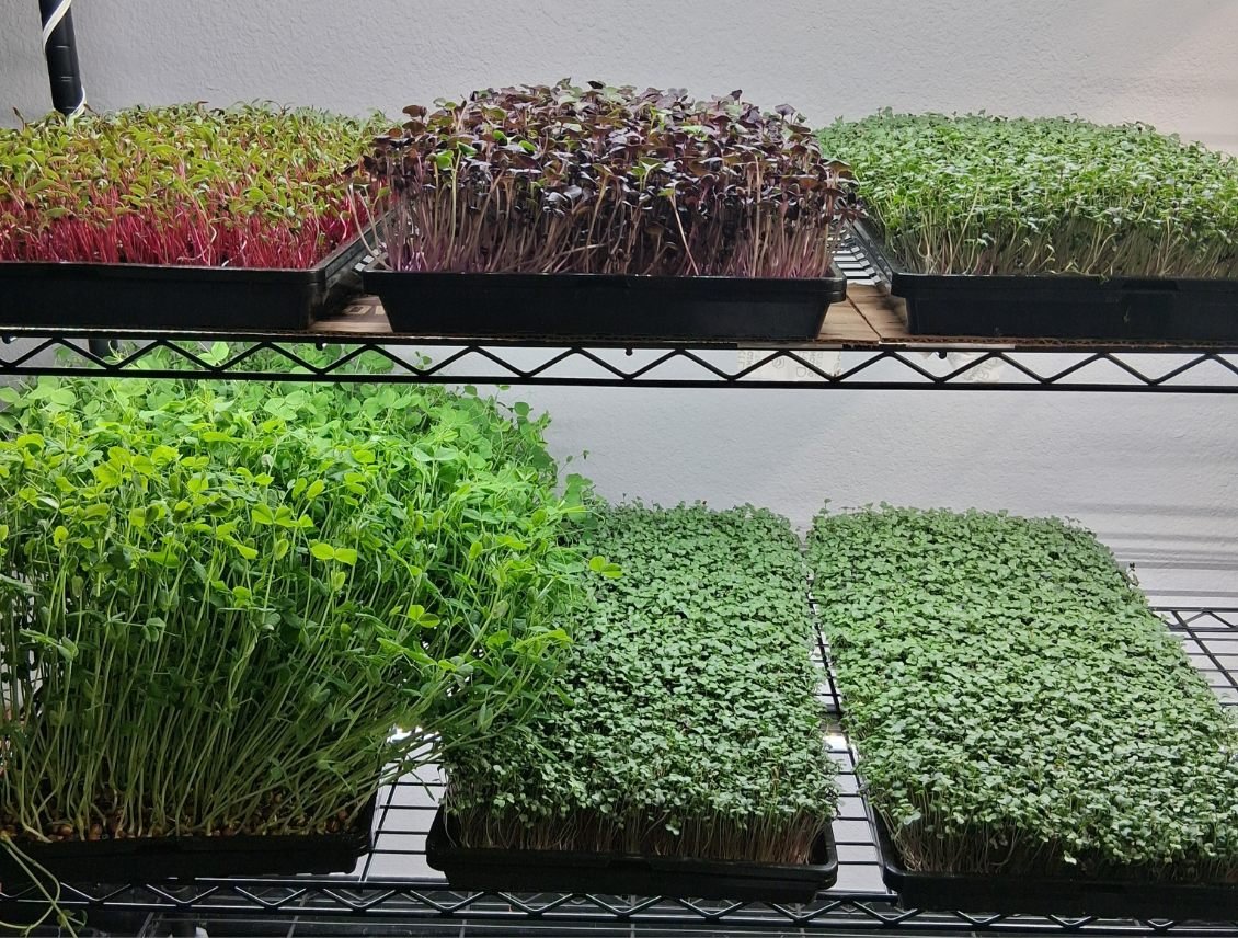 Microgreens